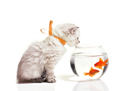 little fluffy smoky kitten and goldfish in aquarium isolated on whiteの写真素材