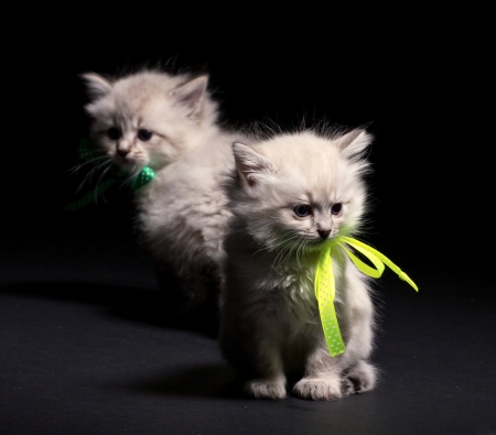Two little furry smoky  kittens on dark backgroundの写真素材