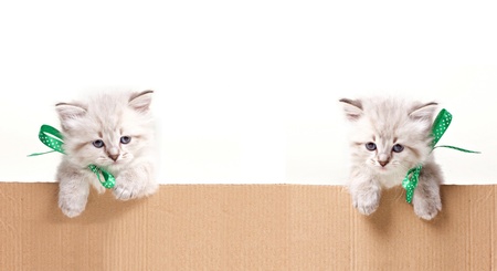two little fluffy kitten look out from carton box on white backgroundの写真素材