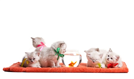 six little fluffy kittens and goldfish in aquarium isolated on whiteの写真素材