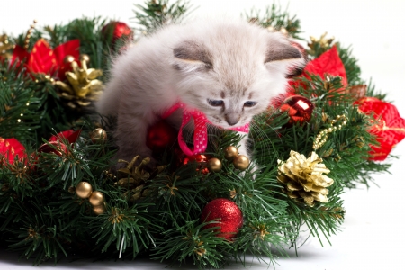 furry grey kitten on branch of christmas  treeの写真素材