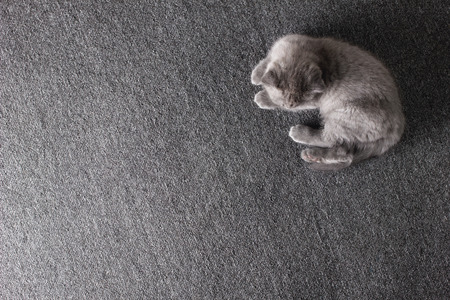 little grey british kitten playing, lying on grey far cover  の写真素材