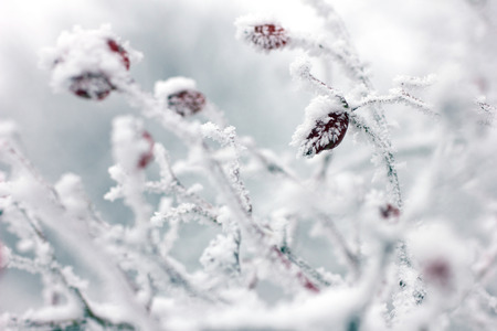 close-up snow-covered tree on grey blurred background