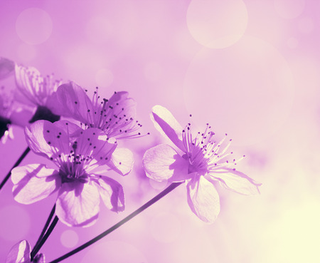 spring sunny blooming cherry on pink blurred background, monochrome photoの写真素材