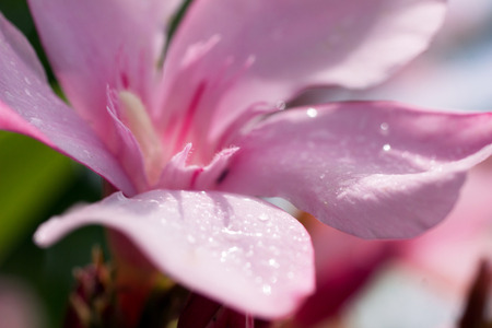 beautiful pink tropical flower with dewdrop on blurred pink and green background, macro photoの写真素材
