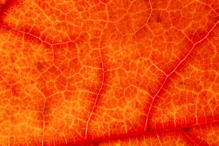 macro structure of red with orange maple leaf is background
