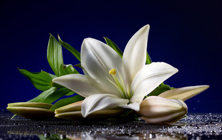 beautiful white freshness lily with buds lying  on reflection table with bright water drop on dark blue background の写真素材