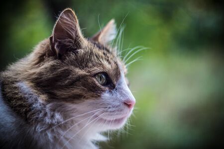 Cat portrait with bokeh backgroundの写真素材