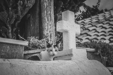 cat and crossの写真素材