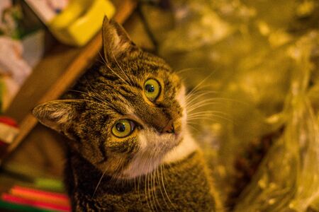 close up portrait of a catの写真素材