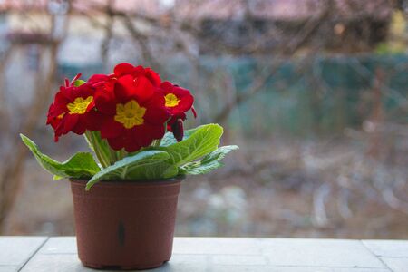 flower with yellow center and red petals