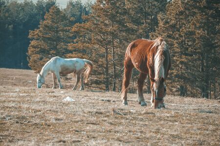 horses in the fieldの写真素材