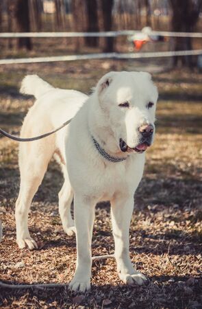 Central Asian Shepherd Dog
