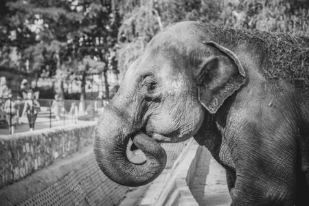 elephant in the Zoo