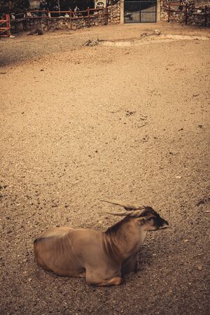 The common eland,の写真素材