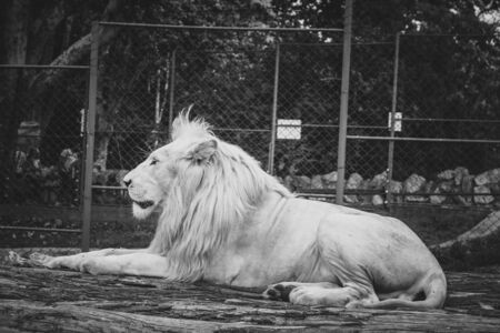 white lionの写真素材