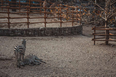 Two Zebrasのeditorial素材