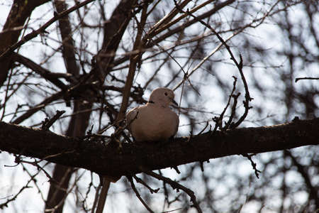 Dove on the tree in natureの写真素材