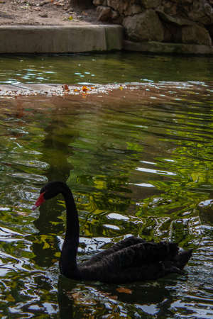 black swan on the lakeの写真素材