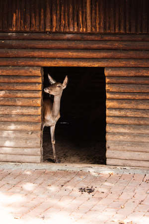 young deer in the wooden stablesの写真素材