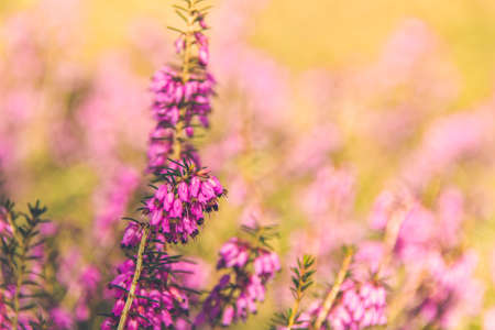 Violet Heather flowers field (Calluna vulgaris)の写真素材