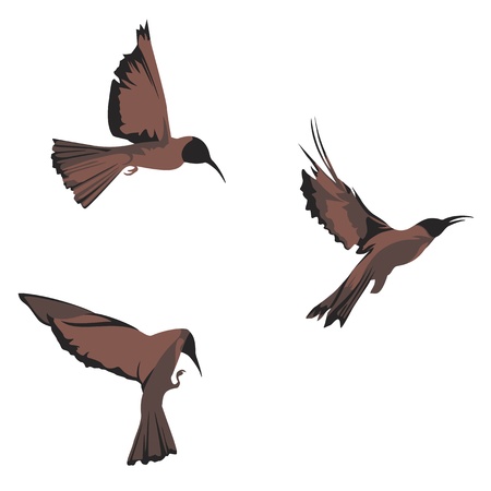 bird - design elementsのイラスト素材