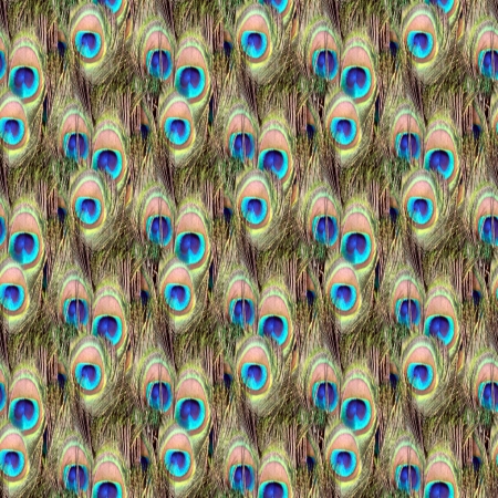Peacock feathers seamless patternの写真素材