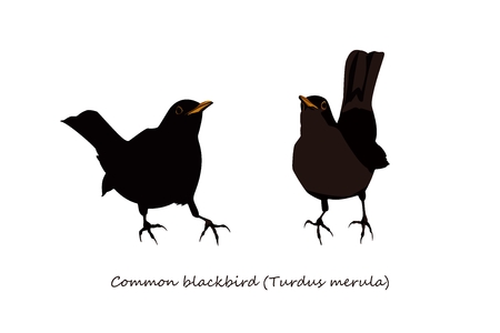 Blackbird Illustration; male and femaleのイラスト素材