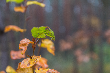 colorful leaf shot with shallow depth of fieldの写真素材