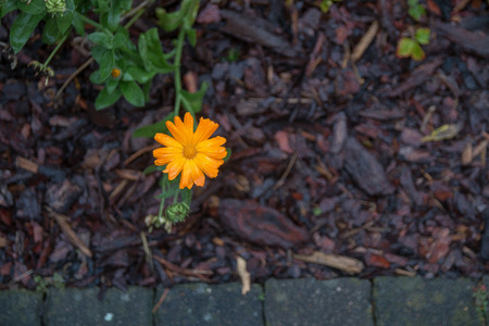 yellow flower shot in my garden yeの写真素材