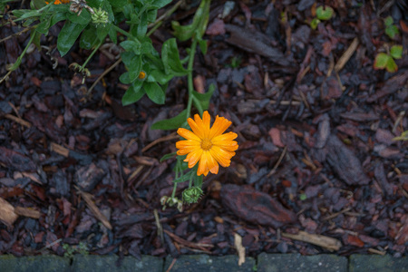 yellow flower shot in my gardenの写真素材