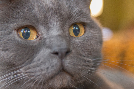 starring british short hair breed close upの写真素材