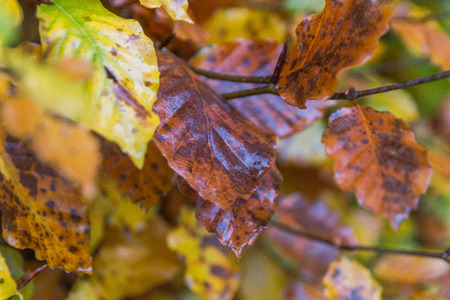 colorful leaf shot with shallow depth of fieldの写真素材
