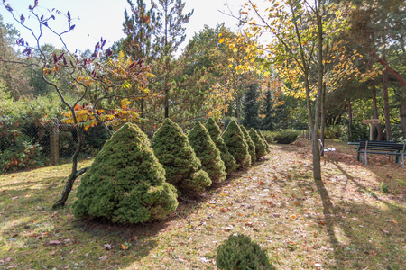 bushes that convey symetry の写真素材