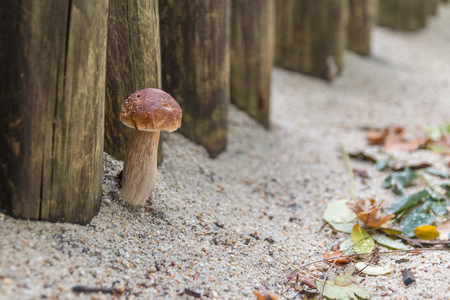 a mushroom in the sandy soilの写真素材