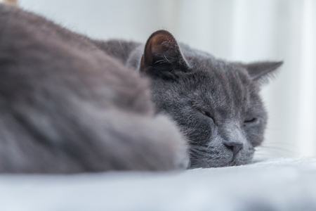 a british short hair cat sleeping on its fluffy boxの写真素材