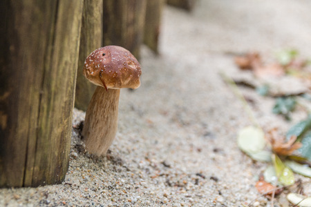 a mushroom in the sandy soilの写真素材