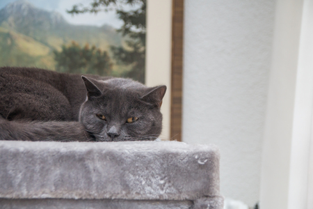 a british short hair cat sleeping on its fluffy boxの写真素材