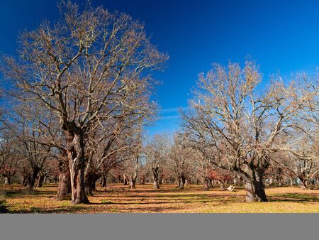 Oak forest in autumnの写真素材