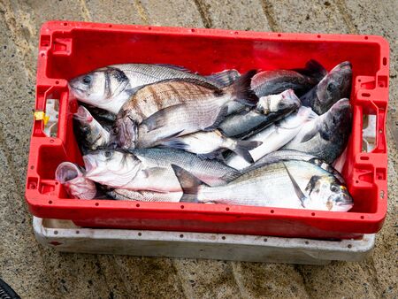 Box of fish in a port of a village in the Basque country