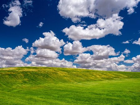 Fields of wheat in spring in the autonomous community of Castilla y Leon in Spain.の写真素材