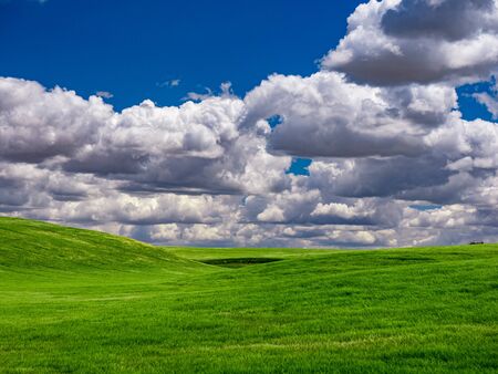 Fields of wheat in spring in the autonomous community of Castilla y Leon in Spain.の写真素材