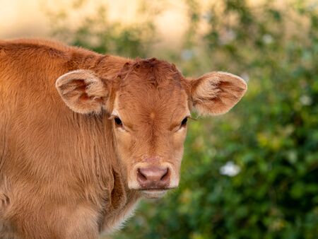 Calves in a meadow of Spain.の写真素材