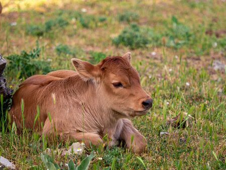 Calves in a meadow of Spain.の写真素材