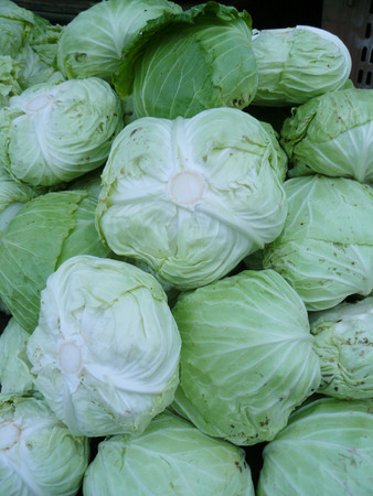 Close up the cabbages background, the fresh green vegetable for healthy diet food.の写真素材