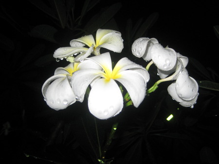 Plumeria flowers and water drop close up in the dark.の写真素材