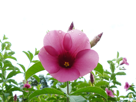 Close up of Golden star in flower or Purple Bignonia, Purple Allamanda, Violet  Allamanda, Golden trumpet willow-leaved climber blooming in the gardenの写真素材