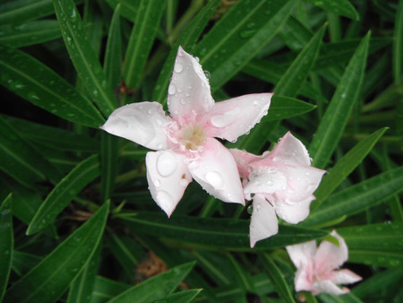 Macro photograph the Pink flowers after the rains water drops on green leaves. Beautiful Natural.の写真素材