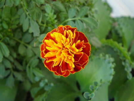 Close up of African marigold flower, is beautiful yellow and orange marigold flower with the leaves of green.の写真素材