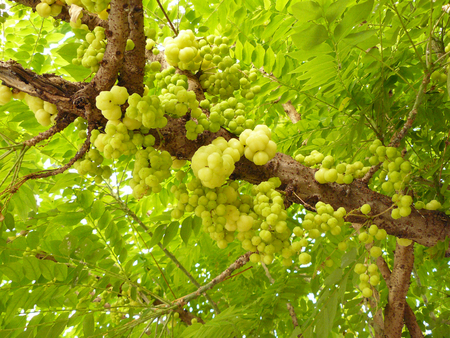 Bunch star gooseberry or the Otaheite gooseberry delicious fruit on star gooseberry tree.の写真素材